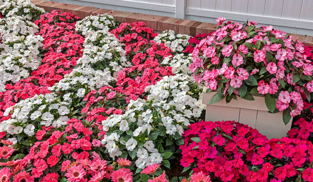 Get Inspired! - SunPatiens