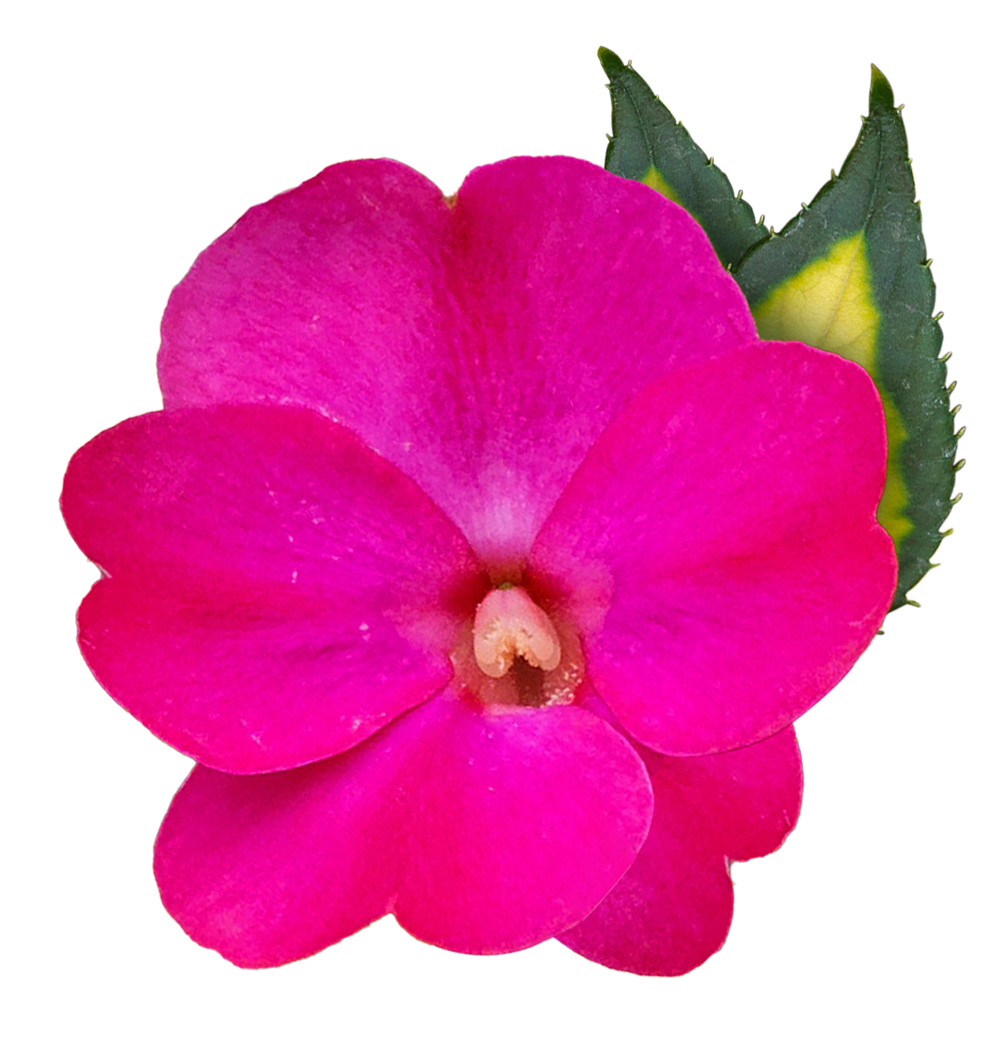 Meet SunPatiens SunPatiens