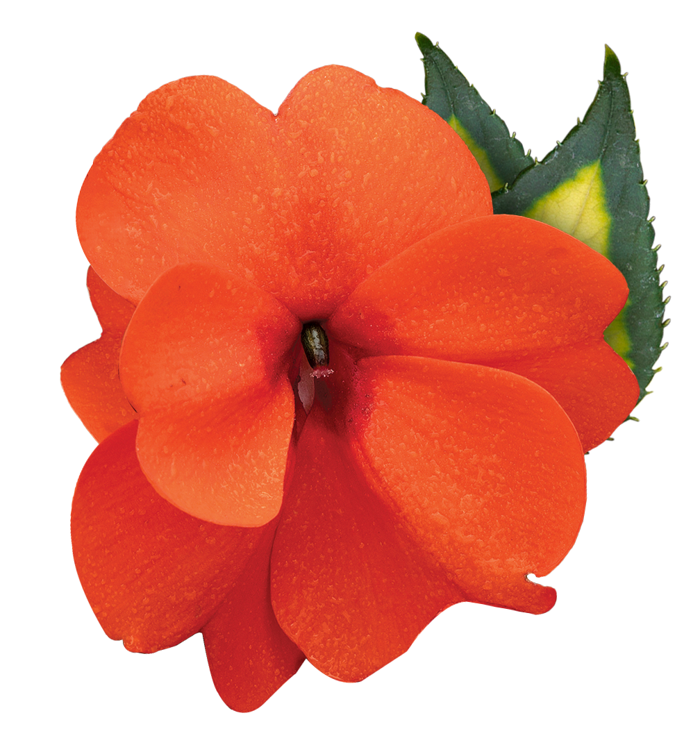 Meet SunPatiens SunPatiens