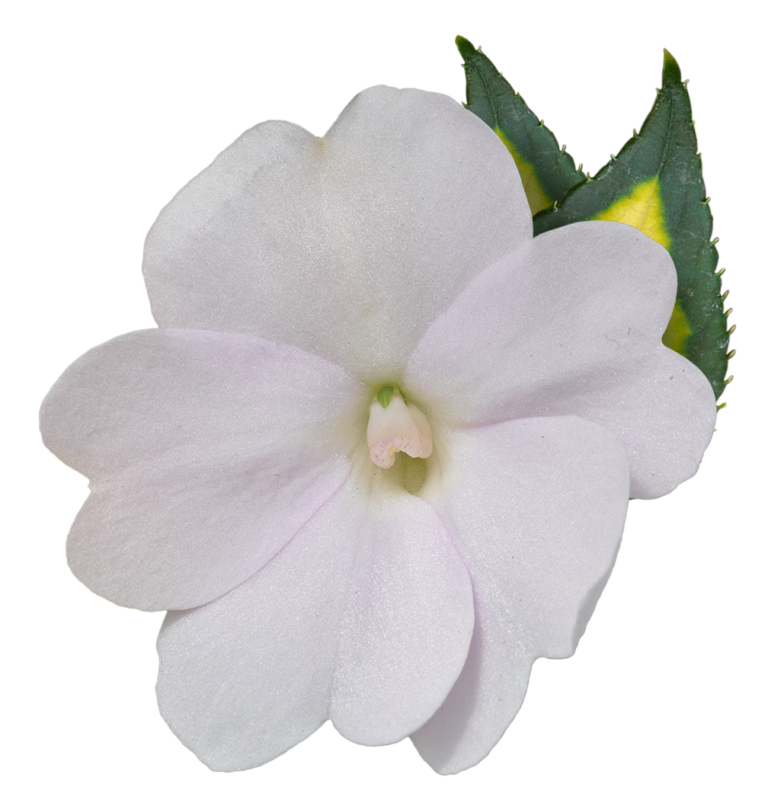 Meet SunPatiens SunPatiens