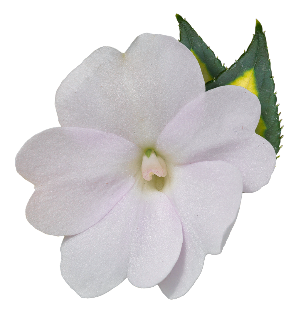 Meet SunPatiens SunPatiens