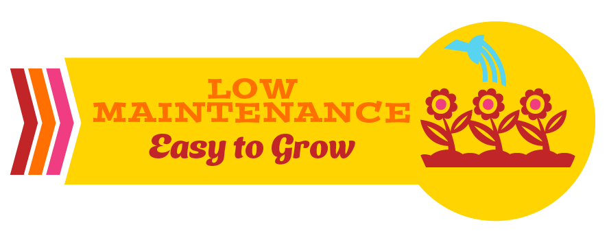 Low Maintenance Easy to Grow